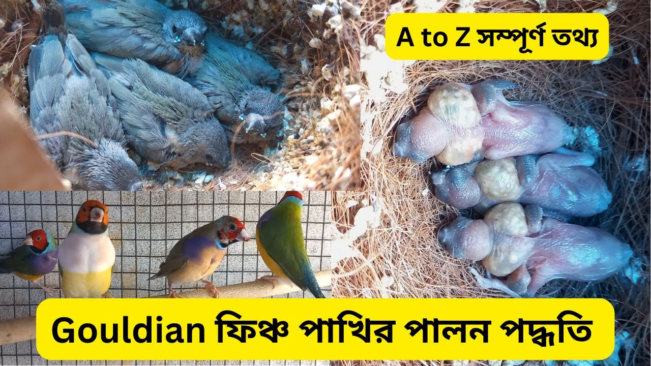 গোল্ডিয়ান ফিঞ্চ পাখির পালন পদ্ধতি, যত্ন ও পরিচর্চা । Gouldian Finches Health Tips