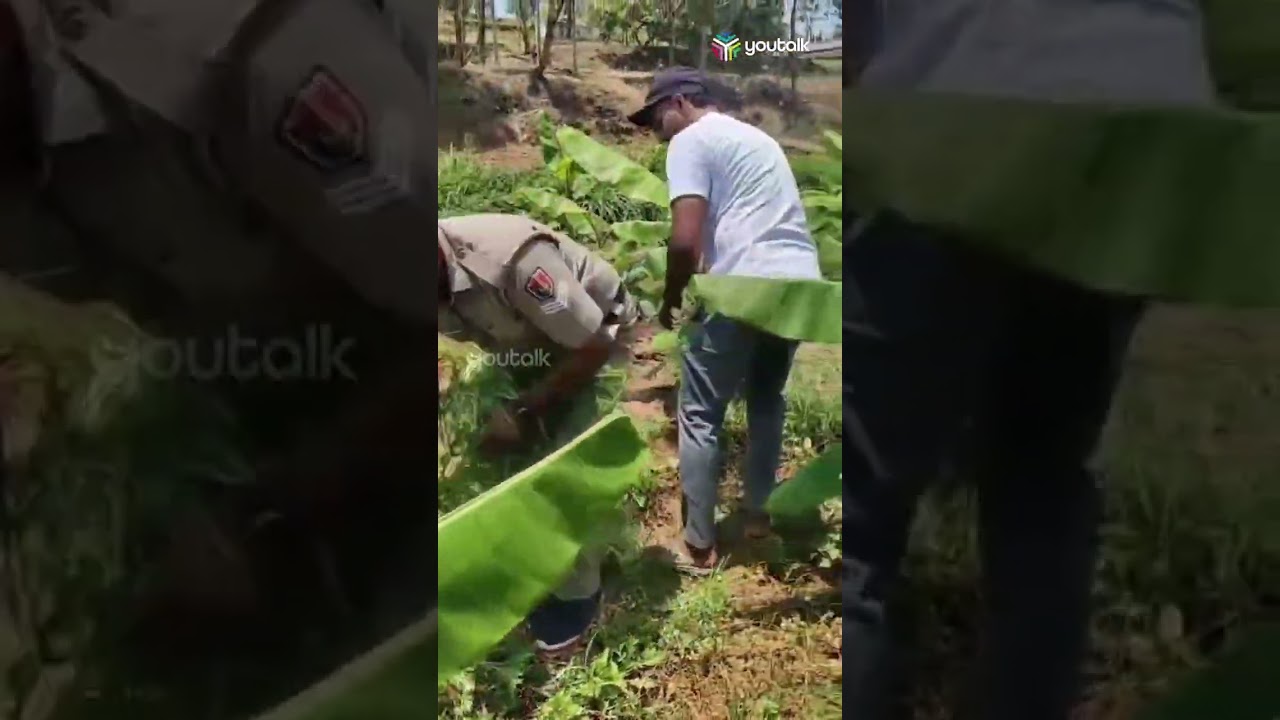 &ldquo;വാഴത്തോട്ടത്തിൽ കഞ്ചാവ്!&rdquo;