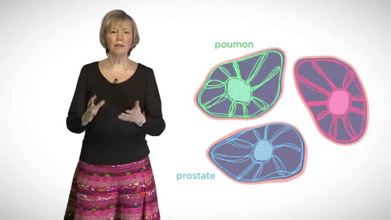 MOOC côté cours : Le cytosquelette et les filaments intermédiaires