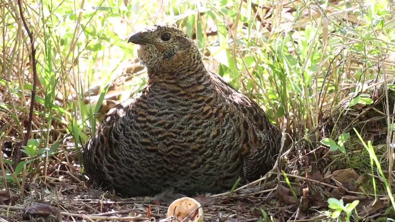 teeri pesällä