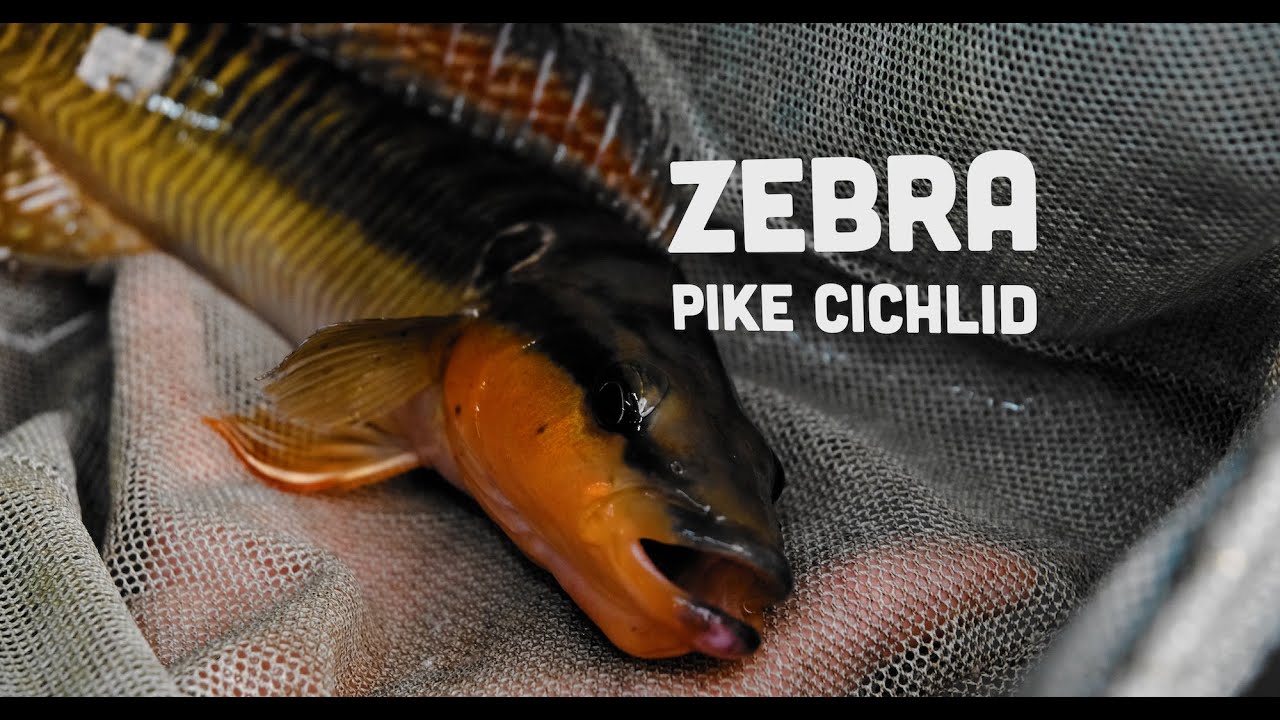 HOLY Grail Cichlid | TAKES DAYS to Collect the Zebra Pike