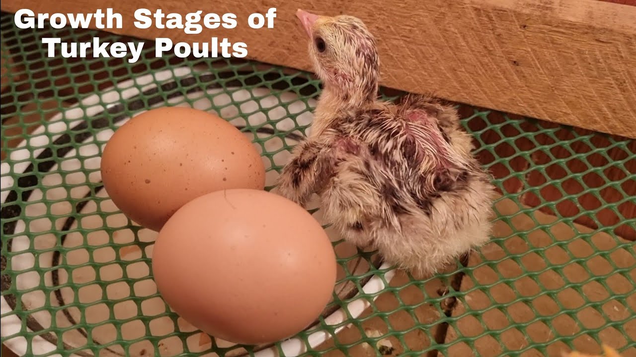 Growth stages of a Turkey Poults,Day 1 to 30...Vlog#82