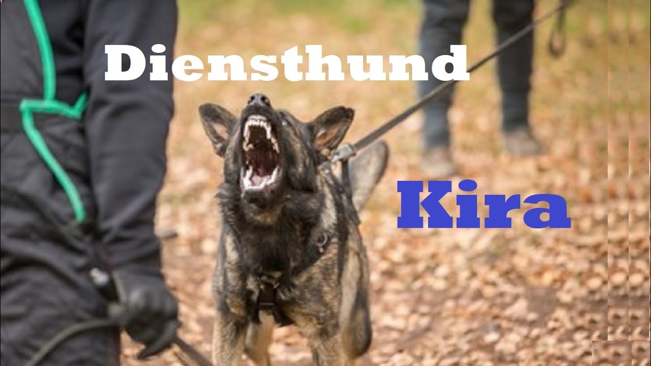 Kira - aggressiver Diensthund wird Familienhund