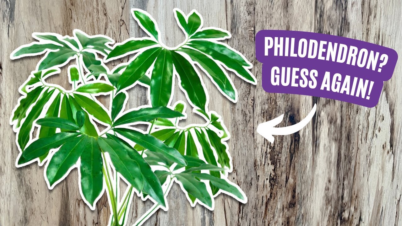 21 Plants That Are NOT Philodendron Anymore and Why | Repot and Educate
