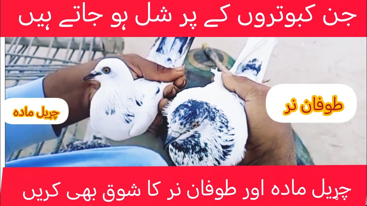 جن کبوتروں کے کندے شل ہو جاتے ہیں ان کے لیے بہت ہی اچھا ٹوٹکا 