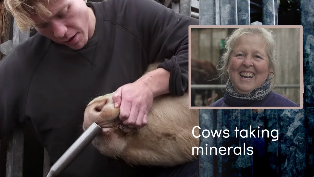 Cows need Tablets Too (Bolus gun) | British Farming
