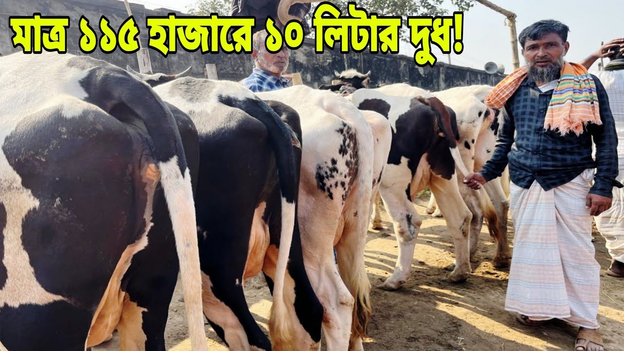 মাত্র ১১৫ হাজারে ১০ লিটার দুধের গাভী ও ১৩০ হাজারে ১৩লিটার দুধের গ্যারান্টি,কোনো অগ্রীম টাকা দিবেন না