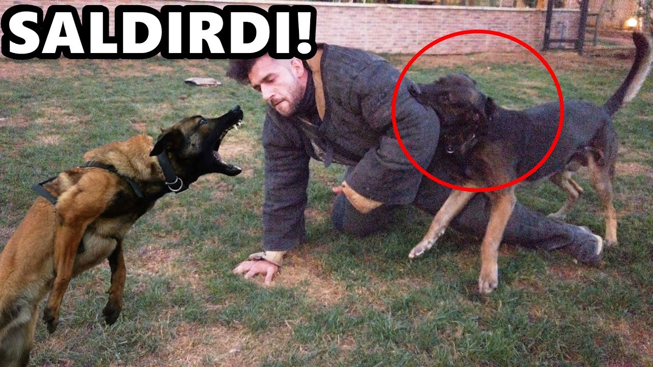 BELÇİKA KURDU FENA SALDIRDI! MAKİNE GİBİ KÖPEKLER!