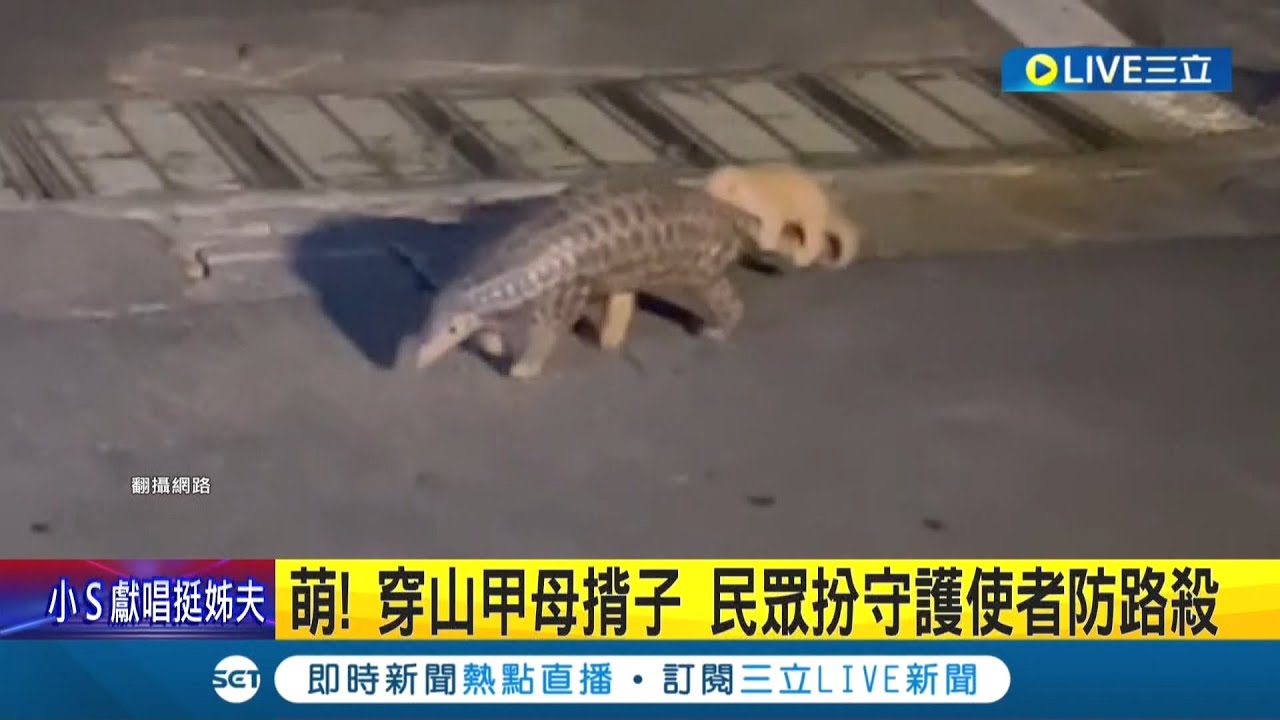 母愛噴發! 穿山甲母揹子穿越馬路 民眾直呼:被融化了 連忙扮