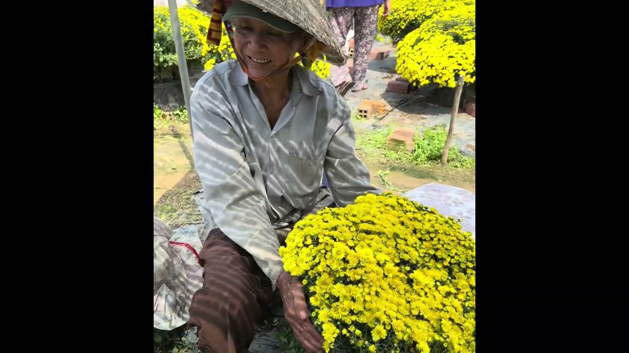 Cụ ông 80 tuổi rơi nước mắt khi bán hết vườn bông 40k/chậu nở sớm trước Tết 2026