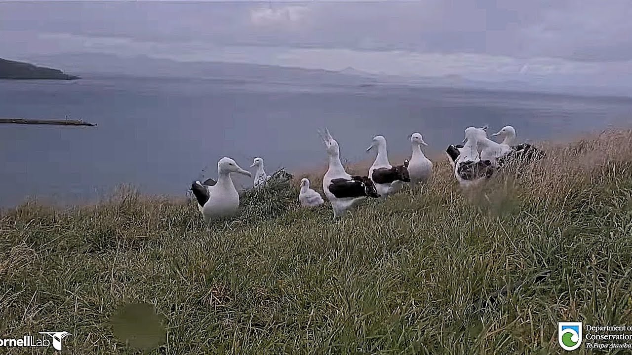 Royal Albatross - Big gathering at Plateau ! Socialization and curiosity of the chick !