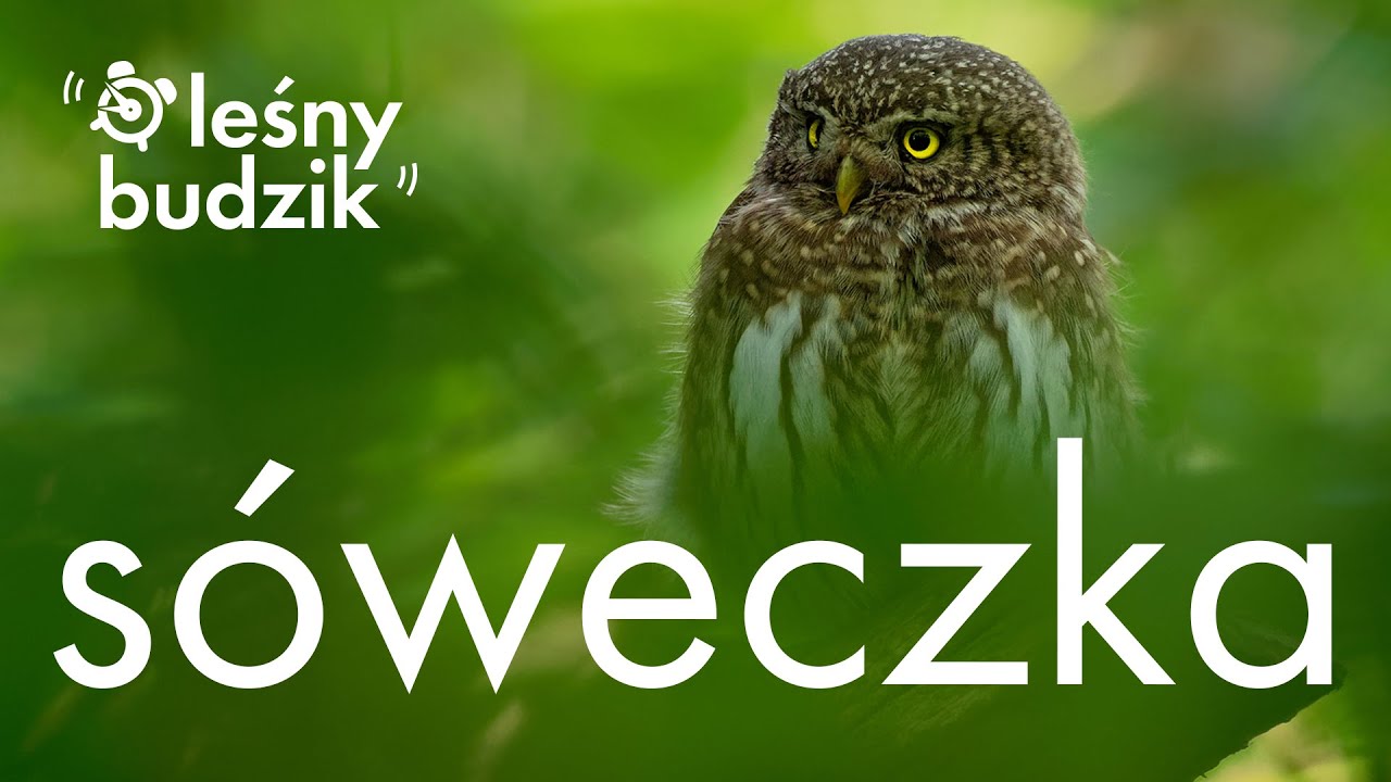 Leśny Budzik - Sóweczka