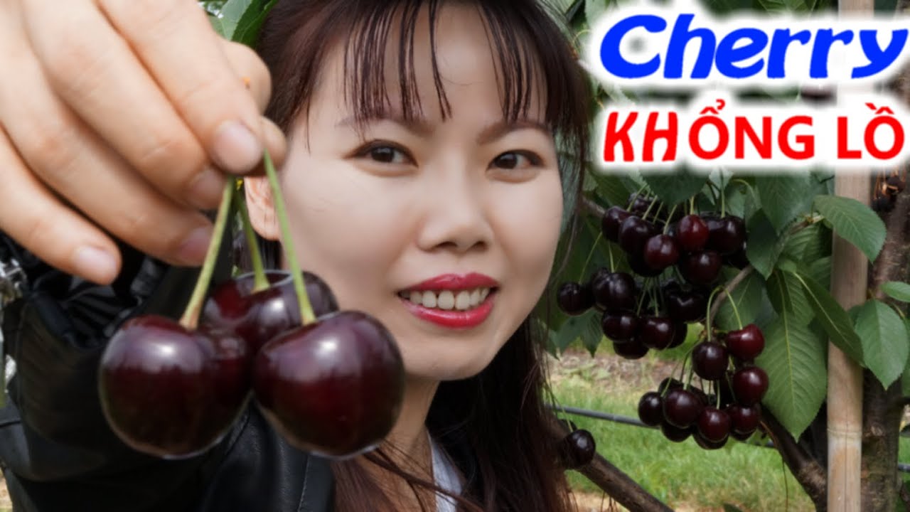 Đi hái trái Cherry Hà Lan khổng lồ tại khu vườn trái cherry siêu rộng siêu lớn | Cuộc sống Hà Lan 🇳🇱