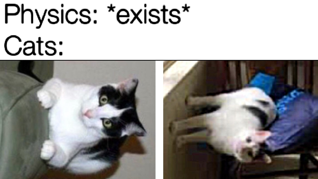 Cat Logic Makes No Sense