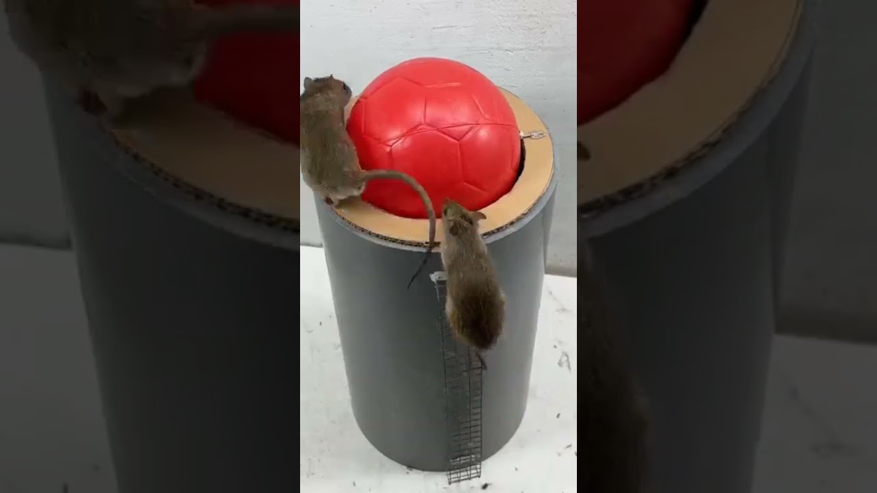 mouse treps #treps#mouse