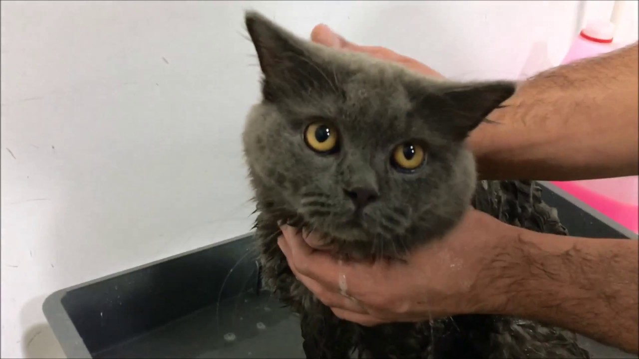 british shorthair yıkama
