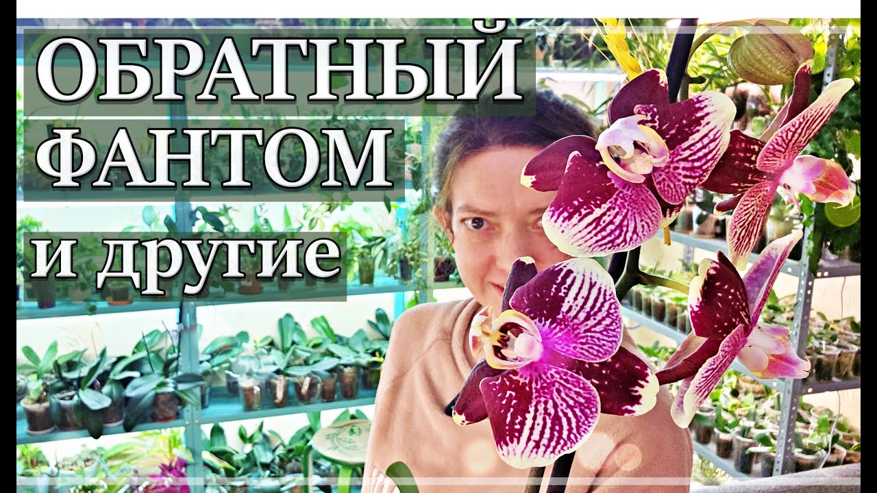 Цветущие ОРХИДЕИ, Бутоны и про донаты. Куда дела ВСЕ деньги?