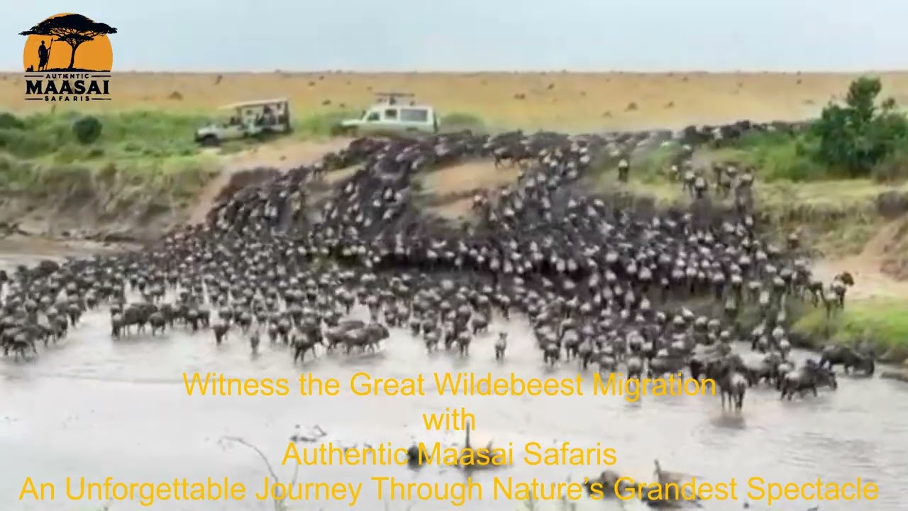 Witness the Great Wildebeest Migration Like Never Before  | Authentic Maasai Safaris