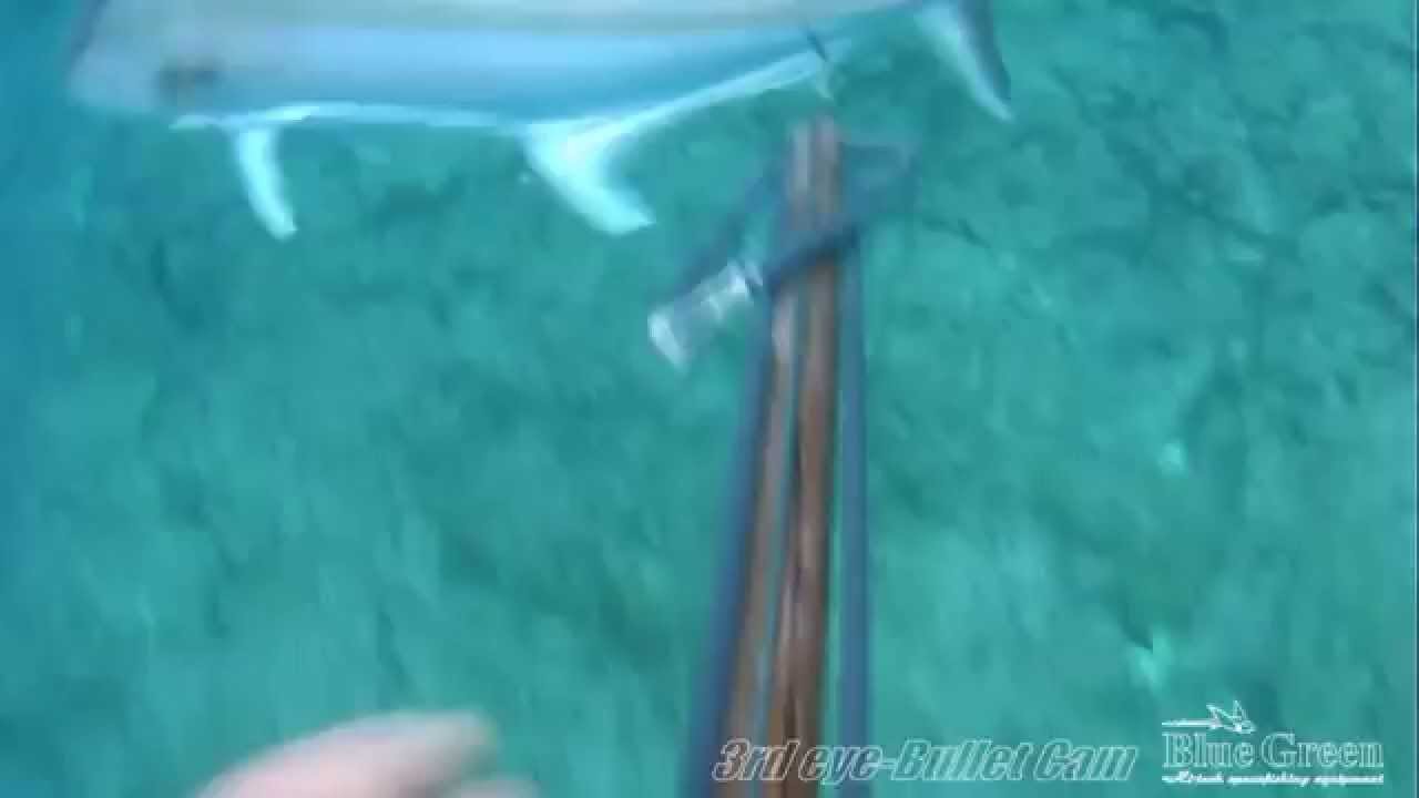 SPEARFISHING GREECE-MAΓΙΑΤΙΚΟ 46 ΚΙΛΑ-RICCIOLA 46 KILI-AMBERJACK 46 KILOS