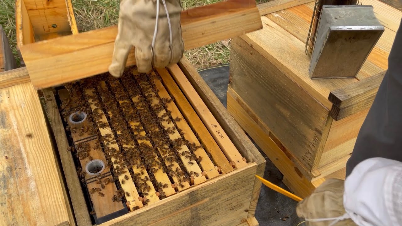 Setting up a new Bee yard