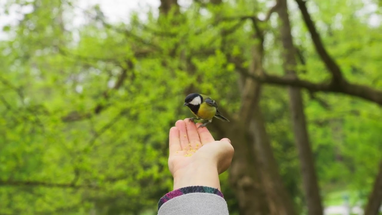 La m&eacute;sange charbonni&egrave;re, un oiseau tr&egrave;s sociable.