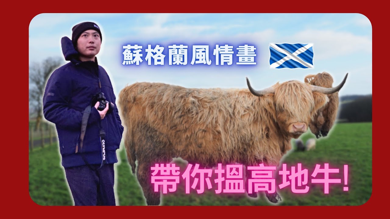 【蘇格蘭風情畫】EP3 帶你搵高地牛，唔使上高地咁遠！