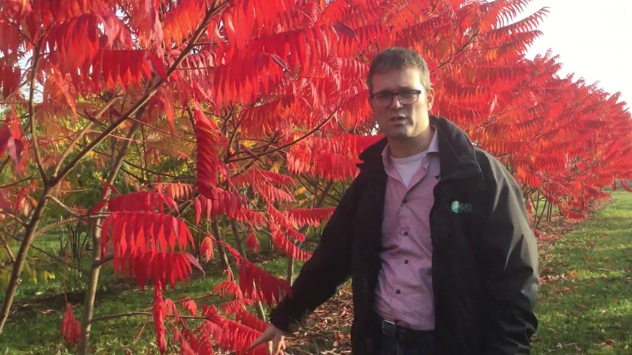 Bomen met herfstkleuren | Bomenvlog #01