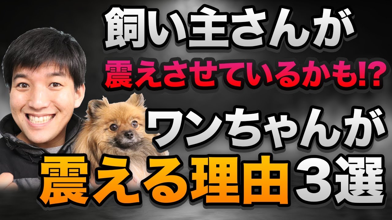 【飼い主さんが震えさせているかもしれません！】ワンちゃんが震える理由3選
