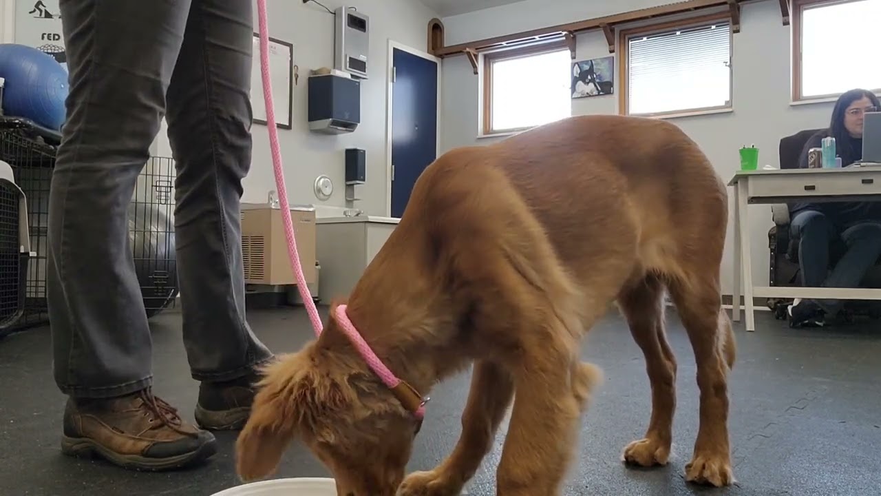 Super Bowls - A Loose Leash Walking Activity 