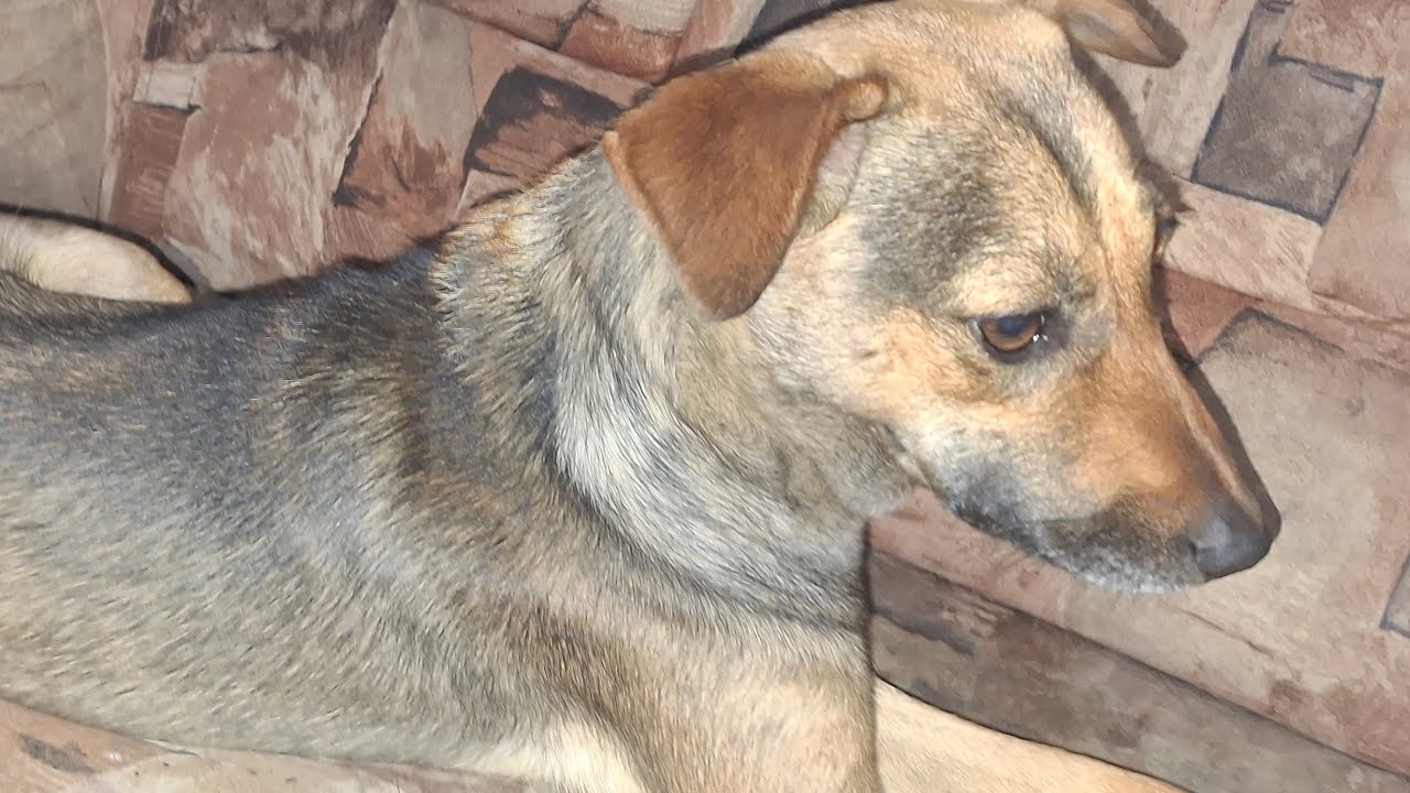 Puppies after lunch no rain Clear Beautiful nature