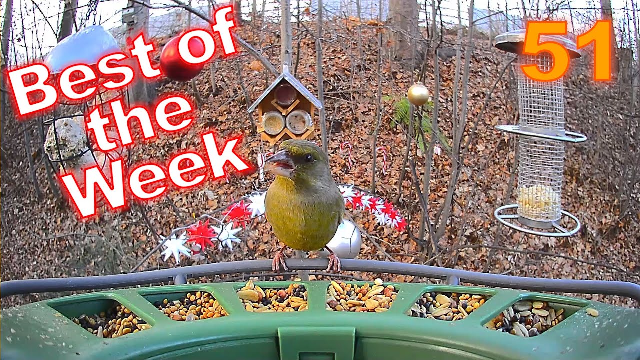 Best of the Week 51 - 2025