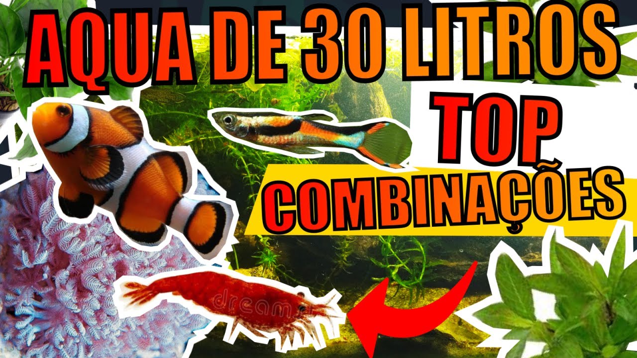 🔴TOP COMBINAÇÕES PARA AQUÁRIOS DE 30 LITROS  |Mr. Betta|