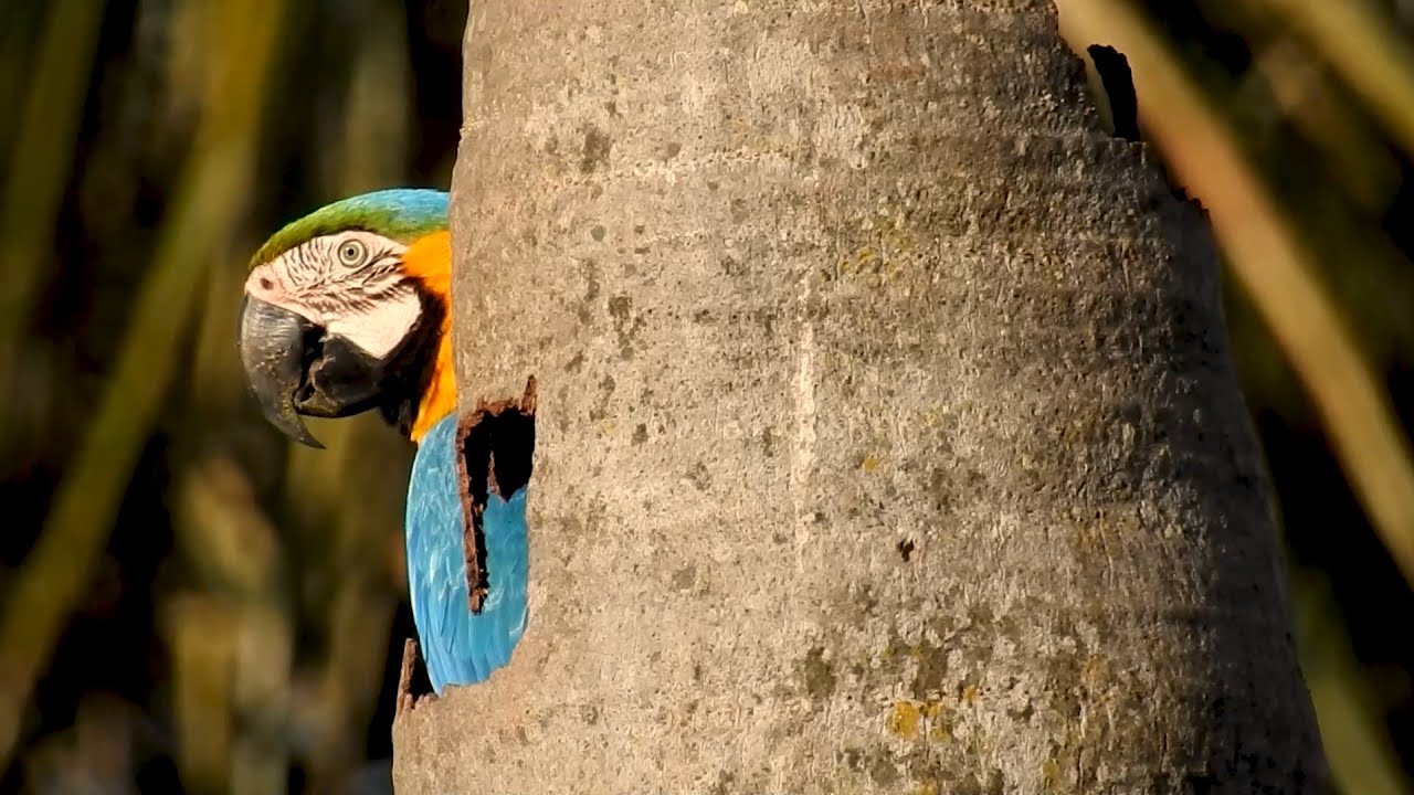 Arara-canindé: Casal no ninho! Espionando pela janela! (Ara ararauna),  Blue-and-yellow Macaw