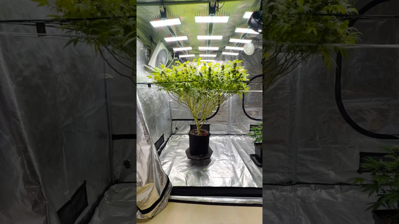 1.50&times;3.00 Tent &ndash; GLOOKIES vs SUPERBOOF 😳 Size Difference Is Crazy