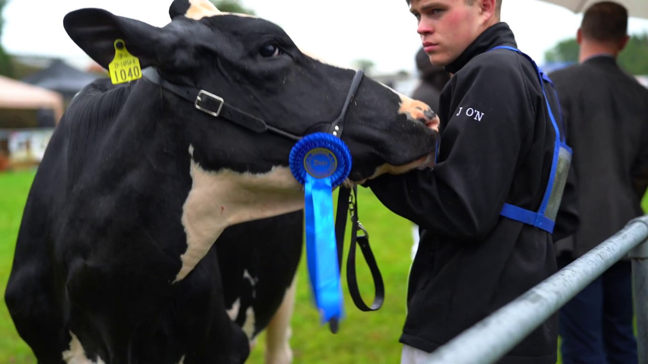Holstein Champion at 2019 Virginia Show-Glaslough Goldsun Pepsi. 4K video