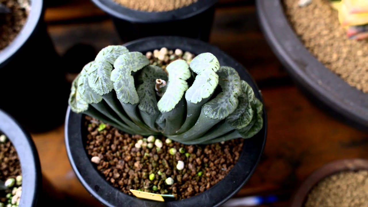 2013年秋季仙人掌與多肉植物花友北部聚會