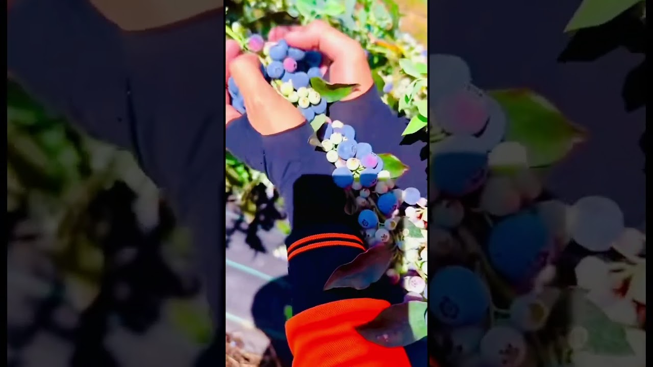 Mmp 2090 mini rotary tillage and ridging all-in one tree 🌲 short view #travel #beach #flowers