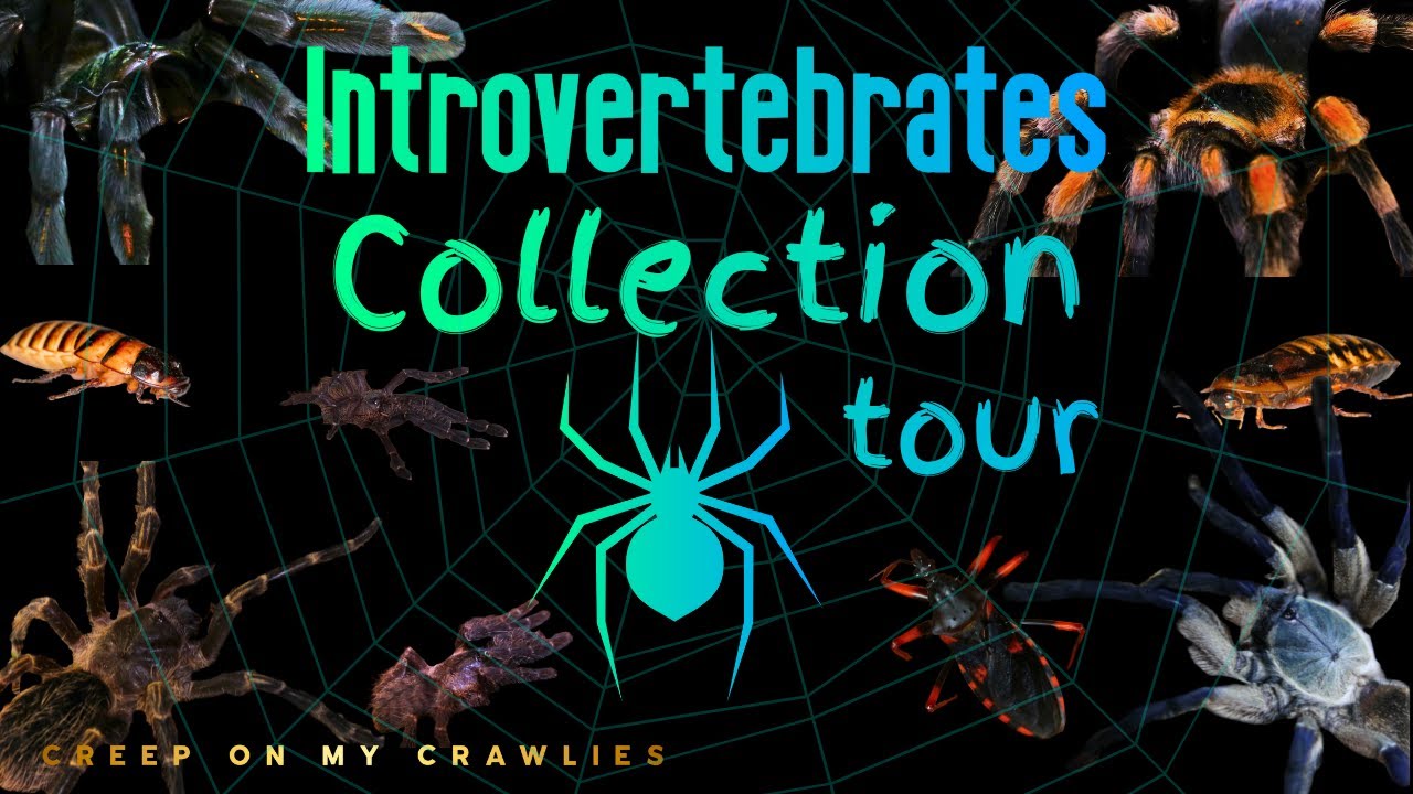 My Entire Collection Tour 2024!