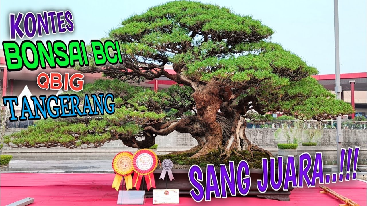 PARA JUARA KONTES BONSAI INTERNASIONAL BCI PPBI ON FIRE 2023 TANGERANG INDONESIA