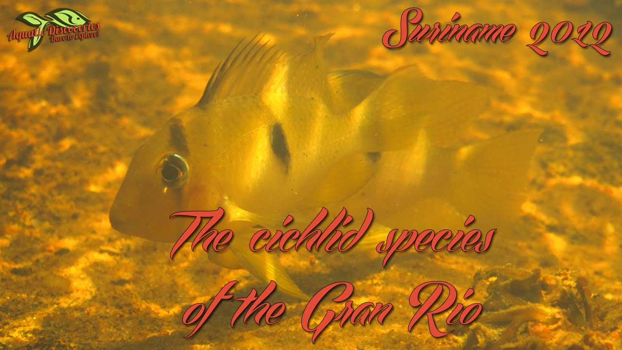 Aquatic Discoveries: The cichlid species of the Gran Rio and the forest creeks.