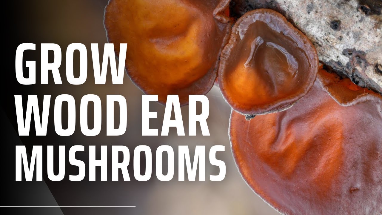 Как выращивать древесные грибы-ушковые грибы (Auricularia auricula judae)