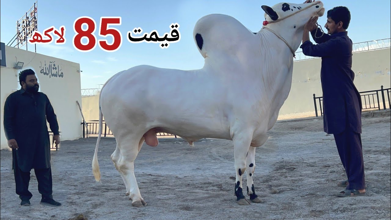 План кормления быков Elite Fateh Jangi / Dhani на ферме Farrukh Cattle Farm, часть II #корова #ск...