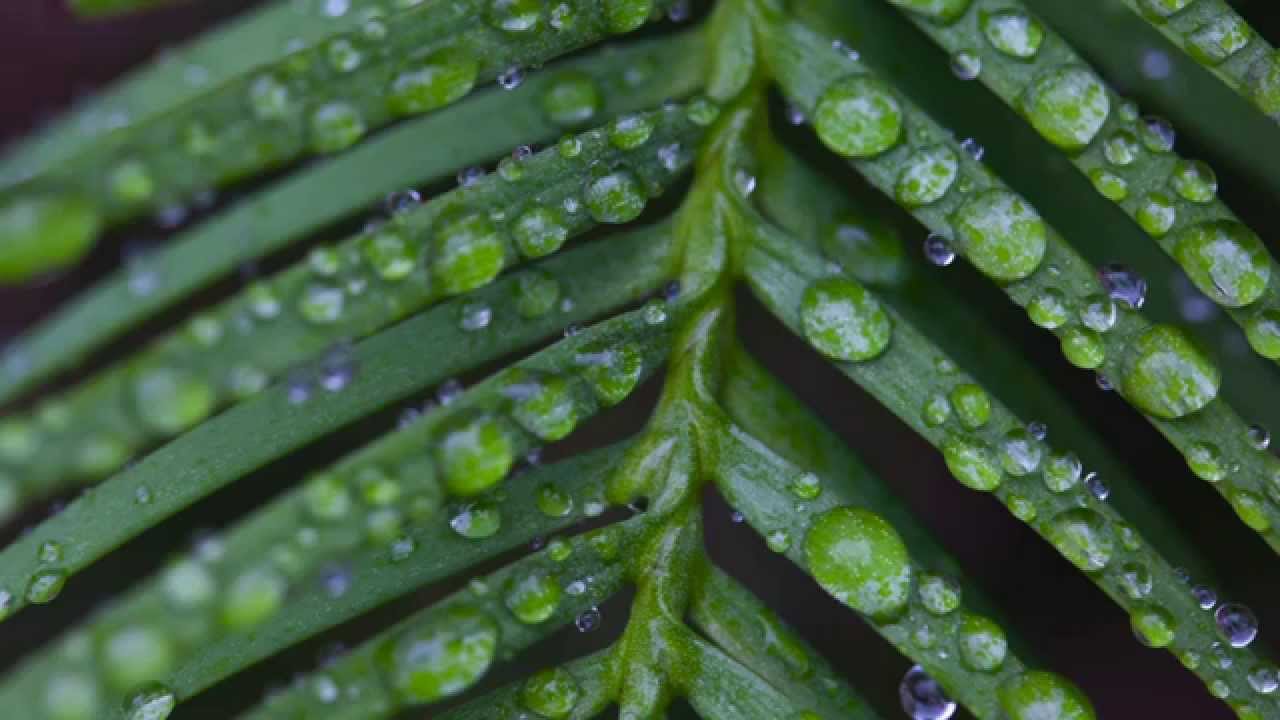 Ancient future - saving the Wollemi pine