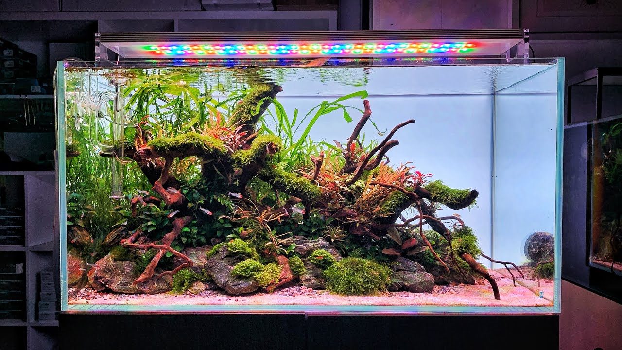 WOW! This Aquascape is just 8 weeks old