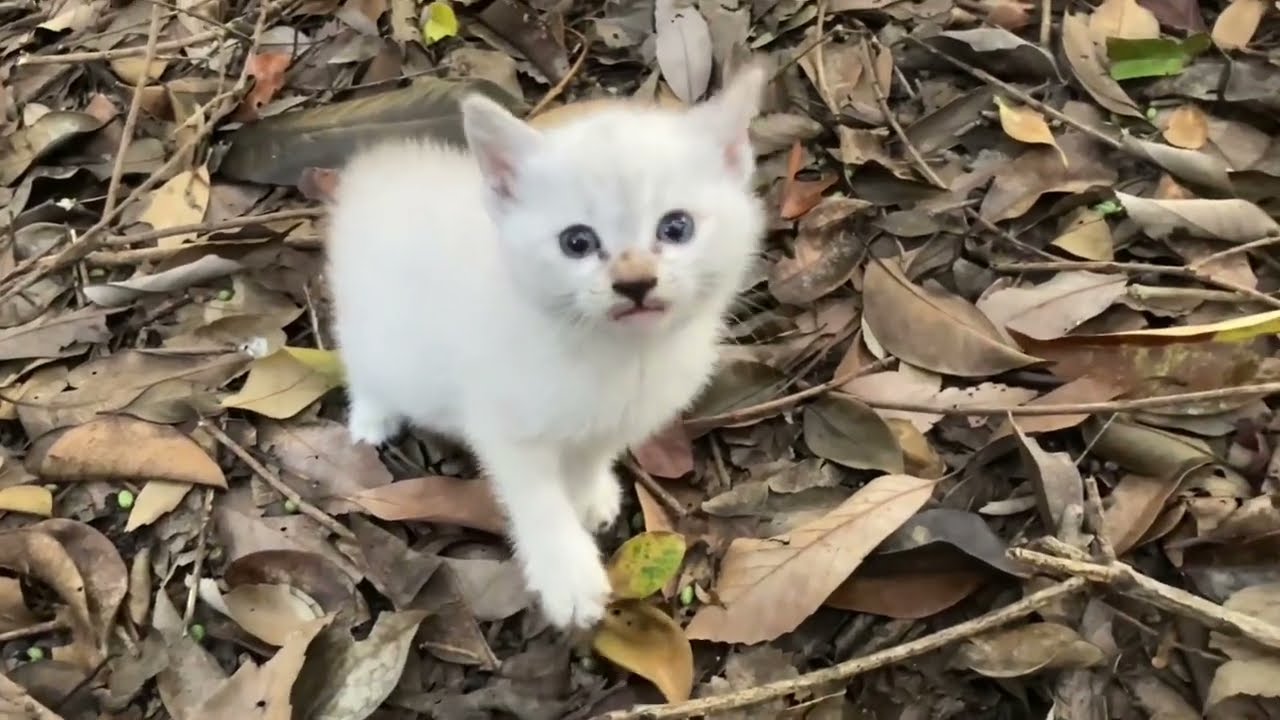 ３日ぶりに見にいくと子猫は寄ってきた