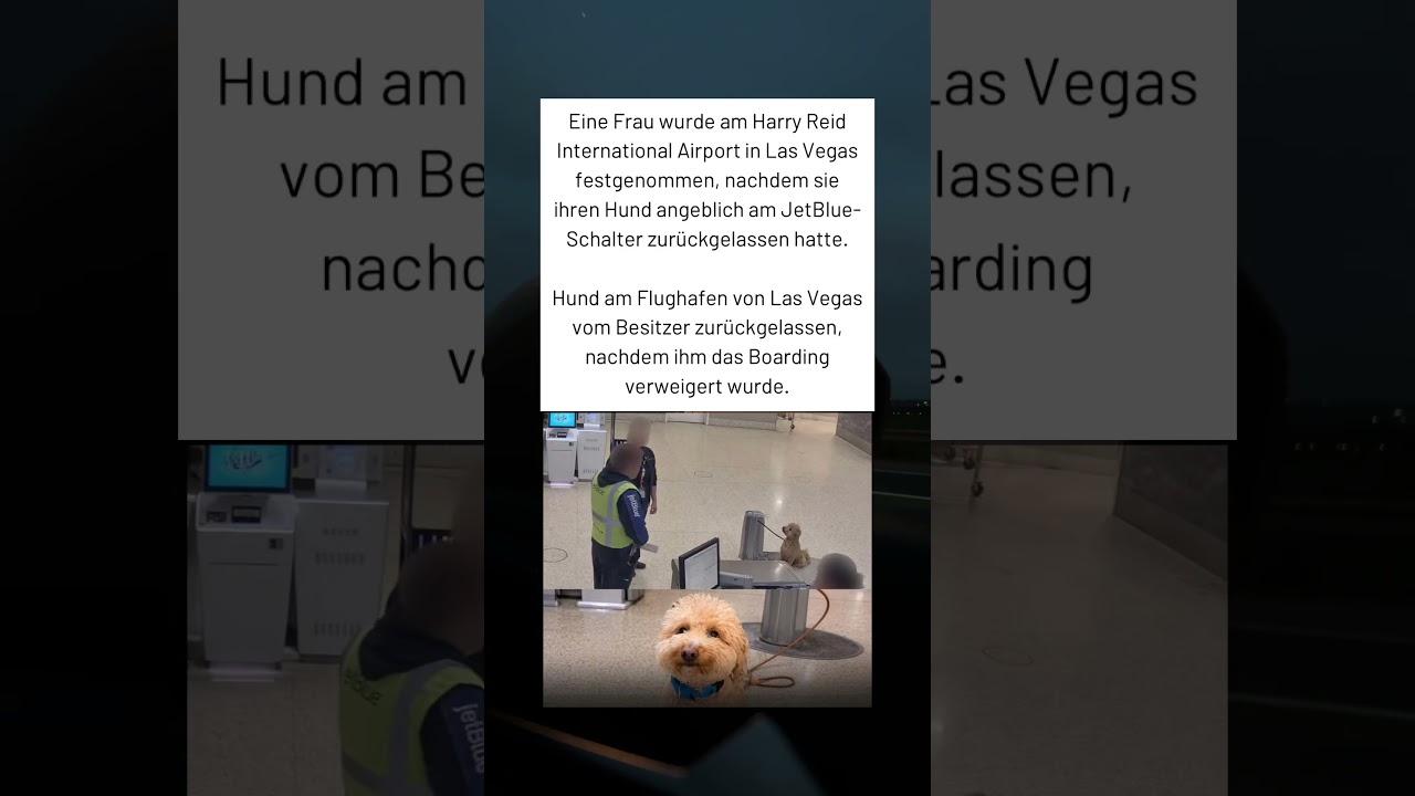 🐶Am Flughafen zur&uuml;ckgelassen: Dieser Hund wartete treu und r&uuml;hrt jetzt Millionen Menschen weltweit