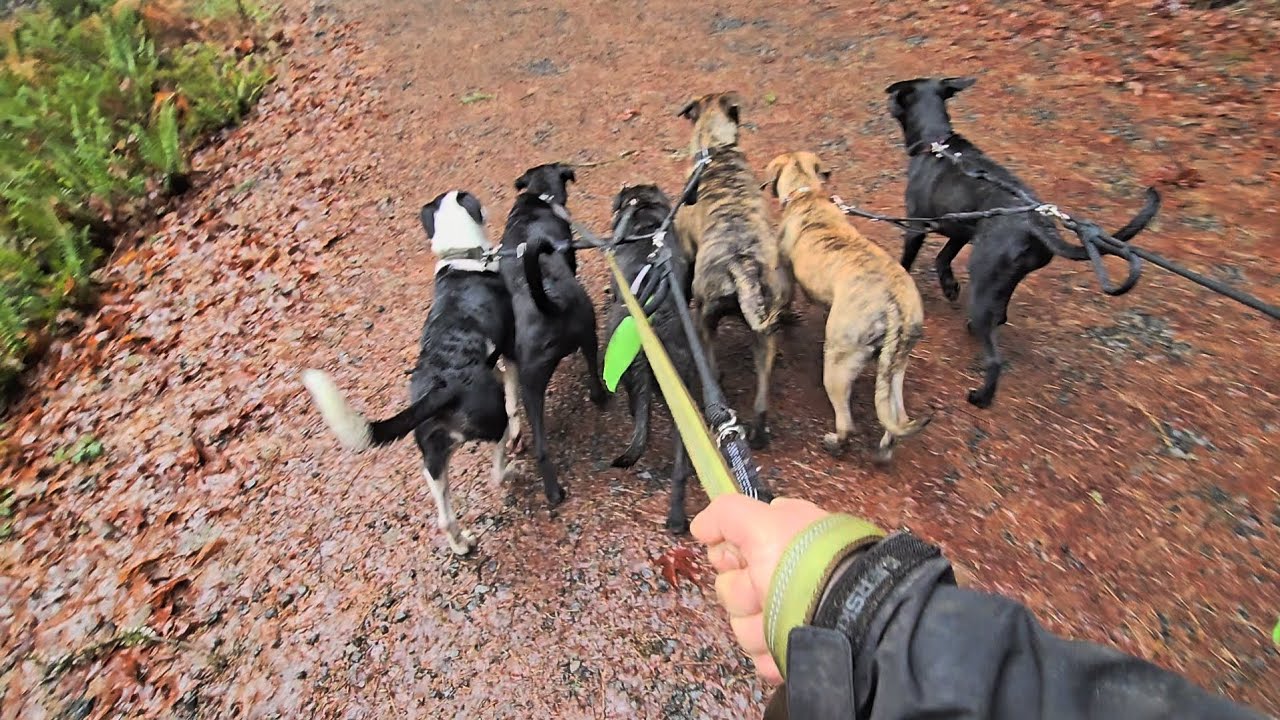 Nature Visit with our Awesome Dogs