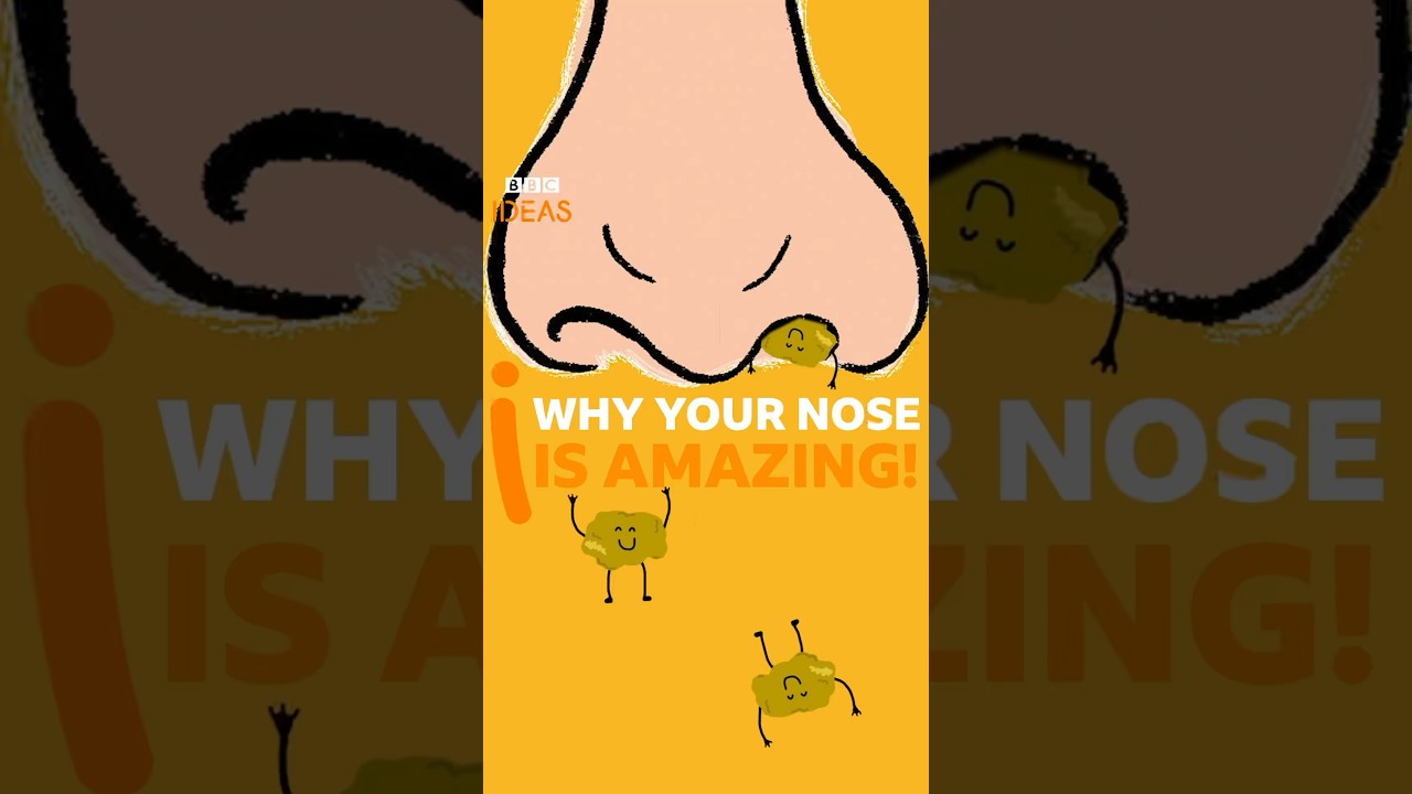 Why your NOSE is amazing! #Nose #Anatomy #BBCIdeas
