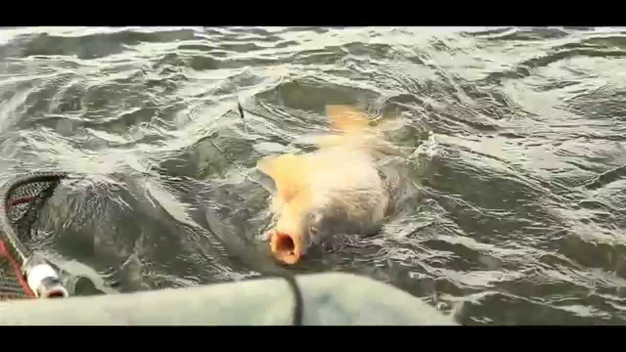 Lac Du Der   - JETFISH 2013 BIG CARP!!!