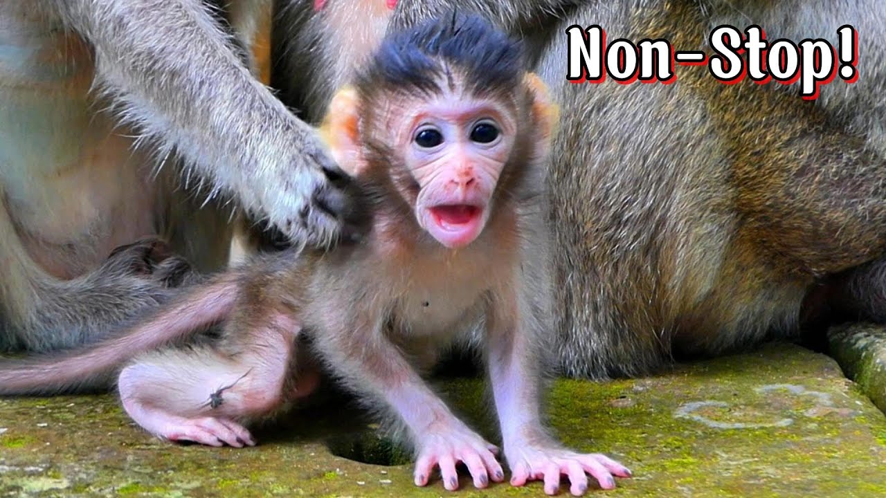 Lovely Video Clip! an adorable baby with mommy, | MSSRMedia